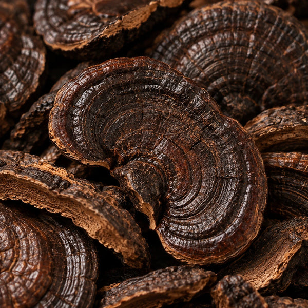 
Czarna reishi 